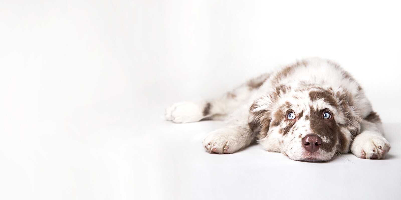 Gefleckter Hundewelpe mit blauen Augen liegt flach mit nach vorn gestreckten Vorderpfoten, Kopf aufliegend, blickt nach vorn, auf weißem Untergrund; Studioaufnahme mit viel freiem Raum links.