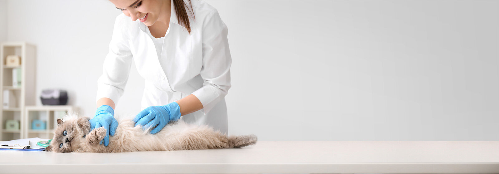 Flauschige, helle Langhaarkatze liegt auf dem Rücken; Person im weißen Kittel tastet mit blauen Handschuhen den Bauch ab; heller Praxisraum mit Untersuchungstisch, Klemmbrett, Stethoskop und Regalen.